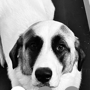 Meet your Posher, Deanna